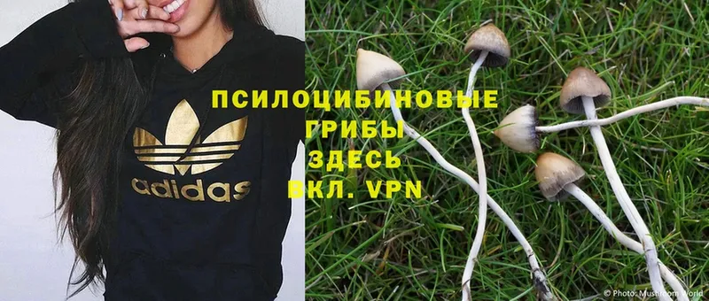 Псилоцибиновые грибы Cubensis  даркнет сайт  Гулькевичи 